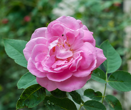 Rosa Cientifolia