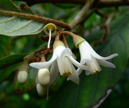 Styrax